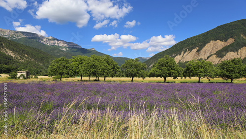 French landscape. Lavender field and mountains. Department la Drome Provencal