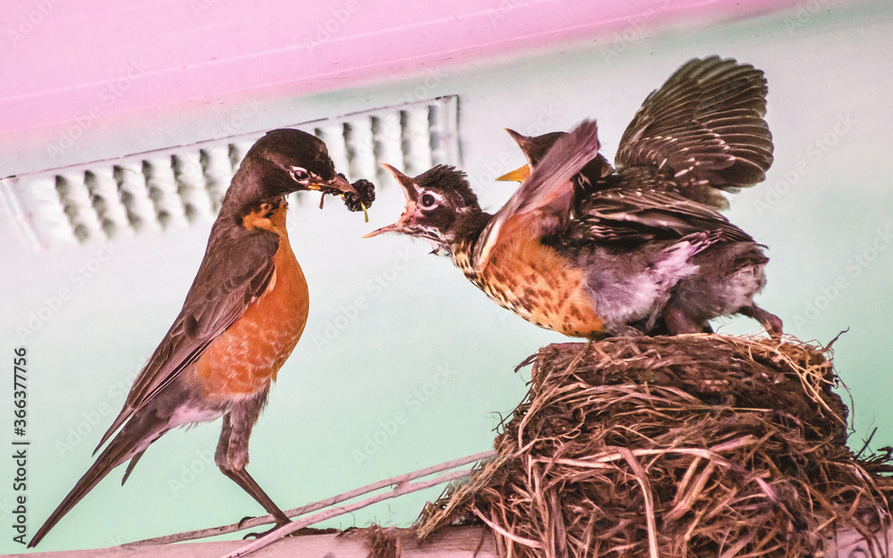American robin parents are feeding their babies with worms Stock Photo Adobe Stock