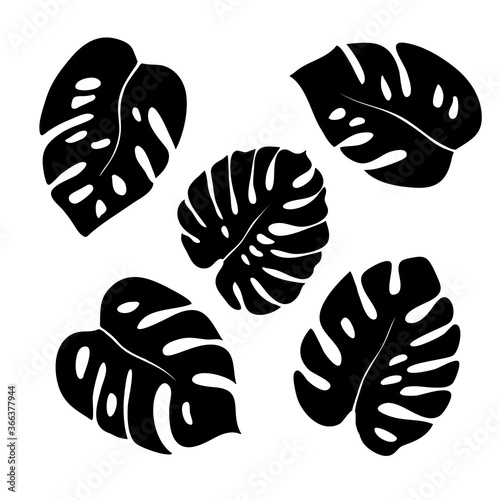 Monstera plant silhouettes leaves isolated on white background. Vector illustration. Tropical and exotic flower for indoor and outdoor use.