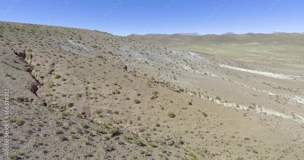 Group of Brown Vicuñas Run in the Middle of the Pampas to the Hills in Group of Brown Vicuñas Run in the Middle of the Pampas to the Hills in