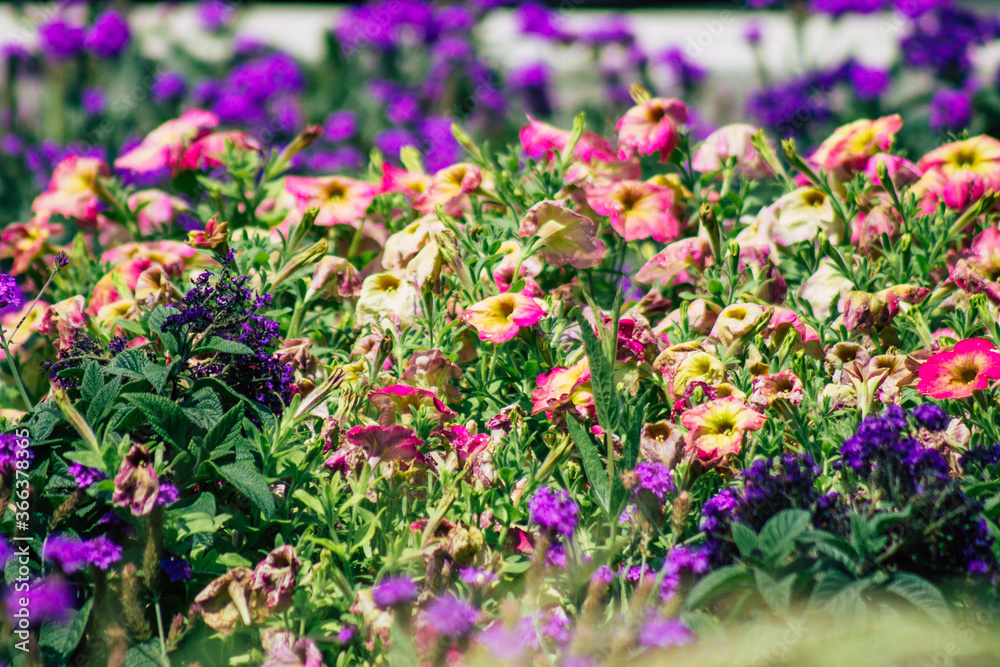 Closeup of colorful flowers growing in the street of the city of Budapest, the capital of Hungary
