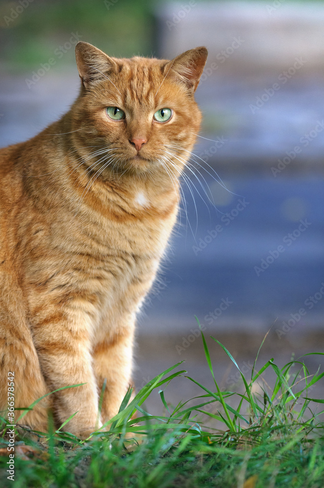 Obraz premium Beautiful ginger cat on the street. Vertical portrait. Looking into the camera. Copy space