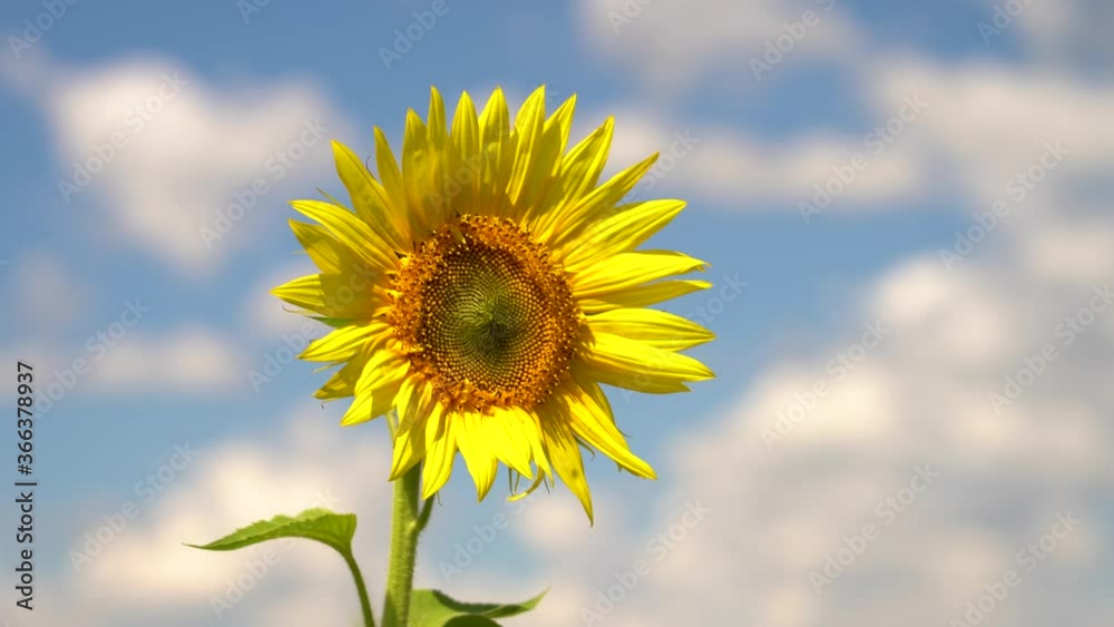 a blooming sunflower flower swings in the wind against a blue sky with clouds a blooming sunflower flower swings in the wind against a blue sky with clouds