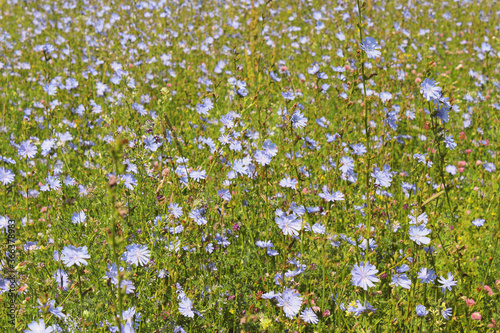 Beautiful flowers of chicory in the field. Close-up. Background. Landscape. Texture.