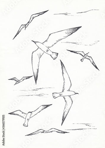 Black and white seagulls in the sky, hand drawn ink sketch illustration. Flock of wild birds