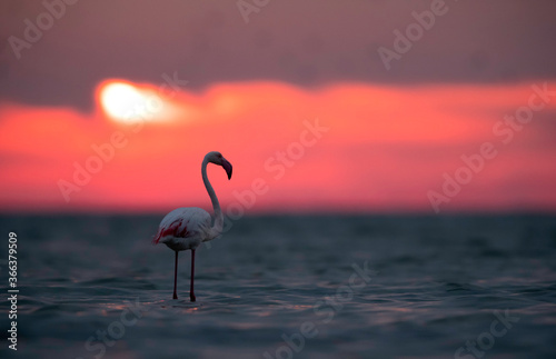 Greater Flamingo and the dramatic morning sun   Asker coast  Bahrain
