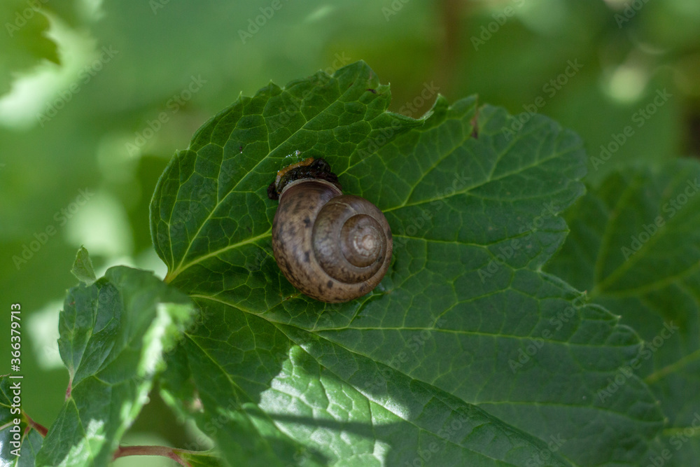 On a large green currant leaf sits a snail close up On a large green currant leaf sits a snail close up