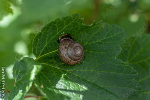 On a large green currant leaf sits a snail close up