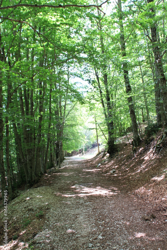 Obraz premium Bosco
