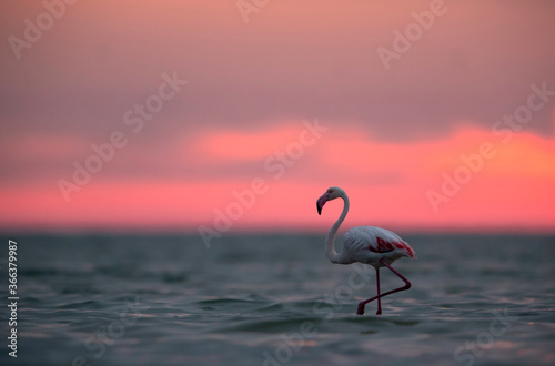 Greater Flamingo and dramatic sky in the morning hours  Asker coast  Bahrain