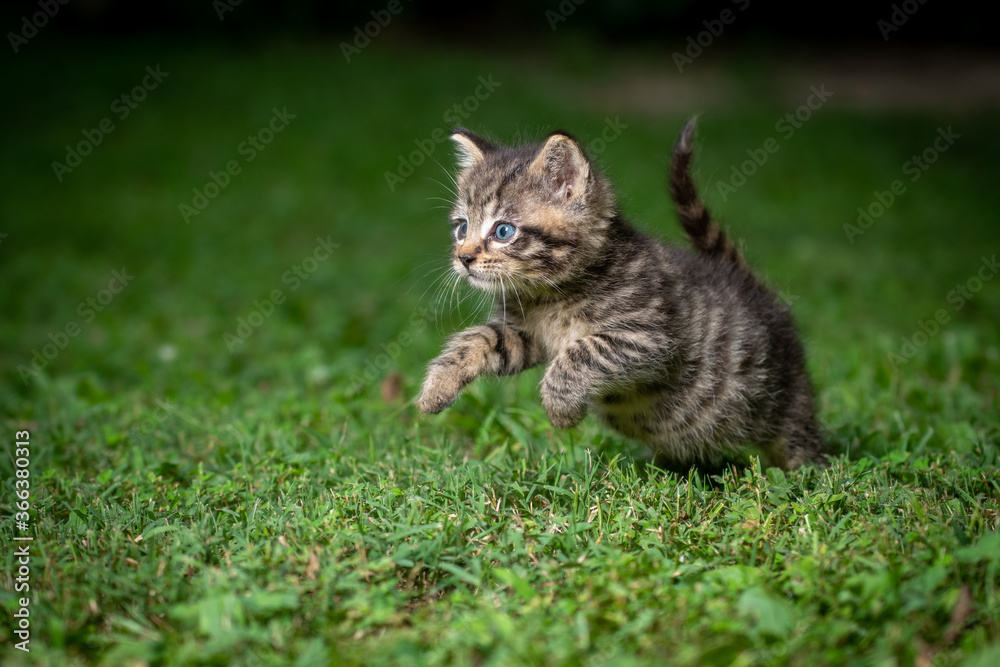Cute tabby kitten in the grass Cute tabby kitten in the grass