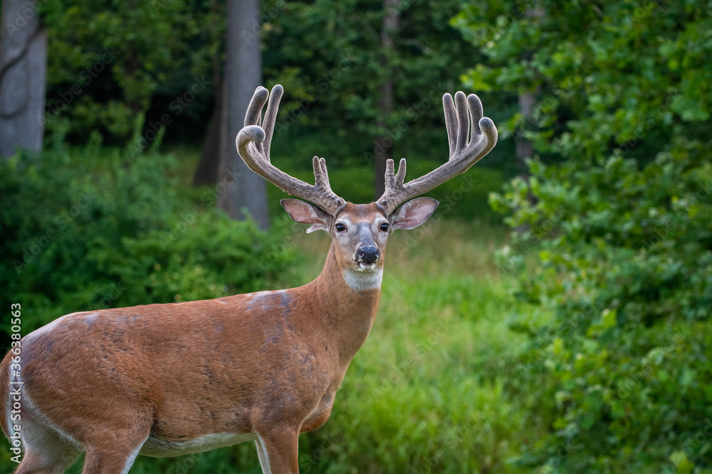 Fototapeta premium Large white-tailed deer buck in a meadow