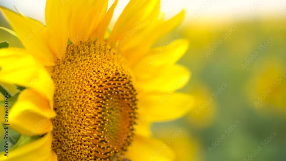 one honeybee collects nectar from a flowering sunflower, close-up, slow motion one honeybee collects nectar from a flowering sunflower, close-up, slow motion