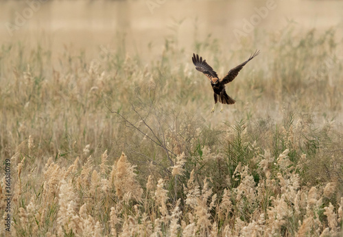 Eurasian Marsh harrier hovering to look for prey at Buhair lake, Bahrain