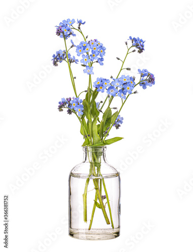 Myosotis scorpioides (true forget-me-not or water forget-me-not) in a glass vessel on a white background