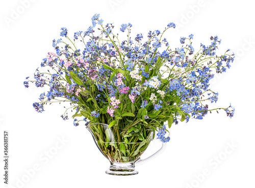 Myosotis scorpioides (true forget-me-not or water forget-me-not) in a glass vessel on a white background