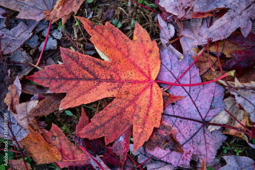 Close Up of Single Red Maple Leaf in Autumn in Arkansas