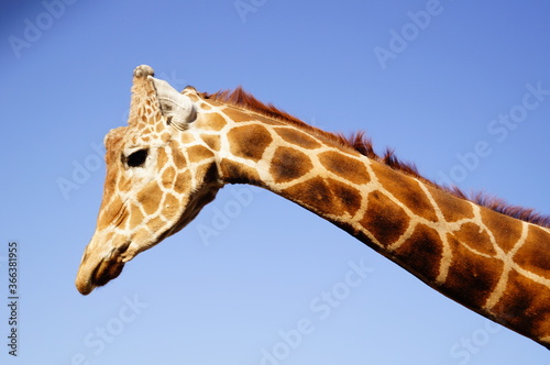 Photography close up of a giraffe