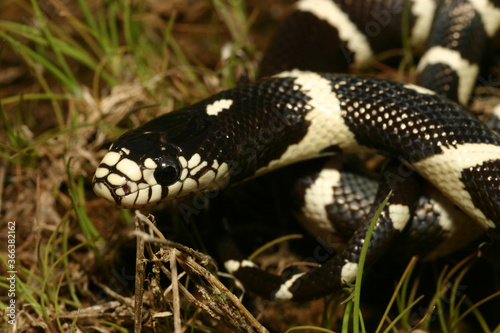 Close-up of the black and white scales and pale eye of a young California Kingsnake (Lampropeltis getula).