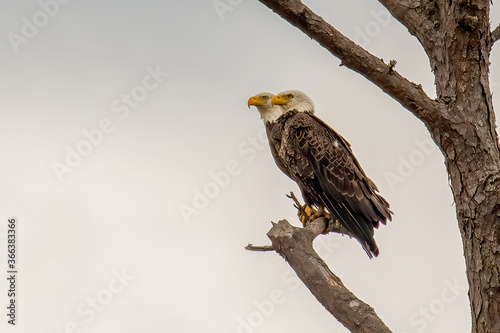 Bald Eagle © jody