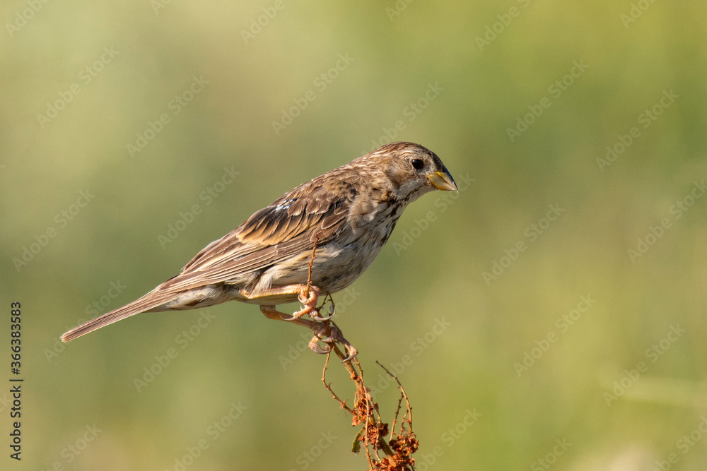 Corn bunting Emberiza calandra, sits on a plant on a beautiful green background