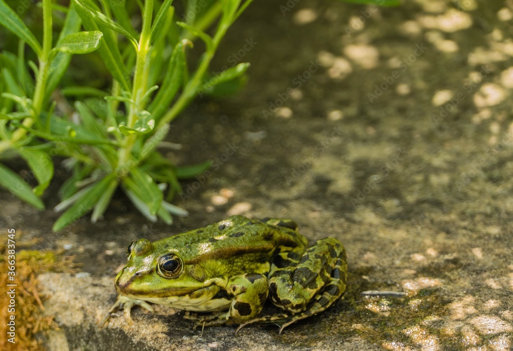 Obraz premium Grüner Wasserfrosch auf Stein