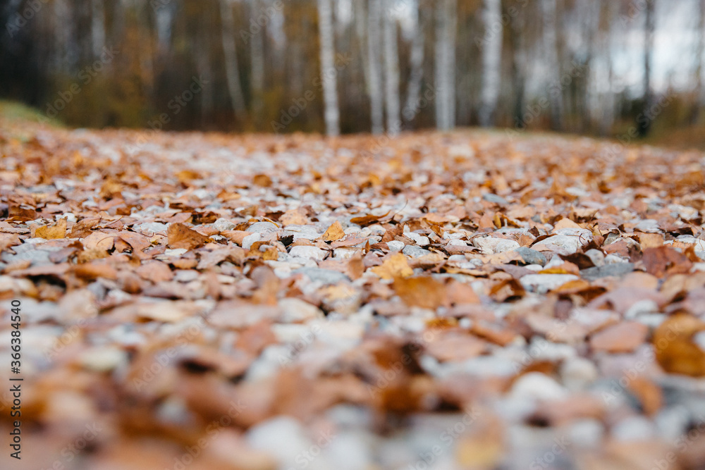 unreal beautiful yellow leaves during golden autumn unreal beautiful yellow leaves during golden autumn