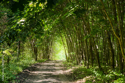 A forest tunnel made of trees.