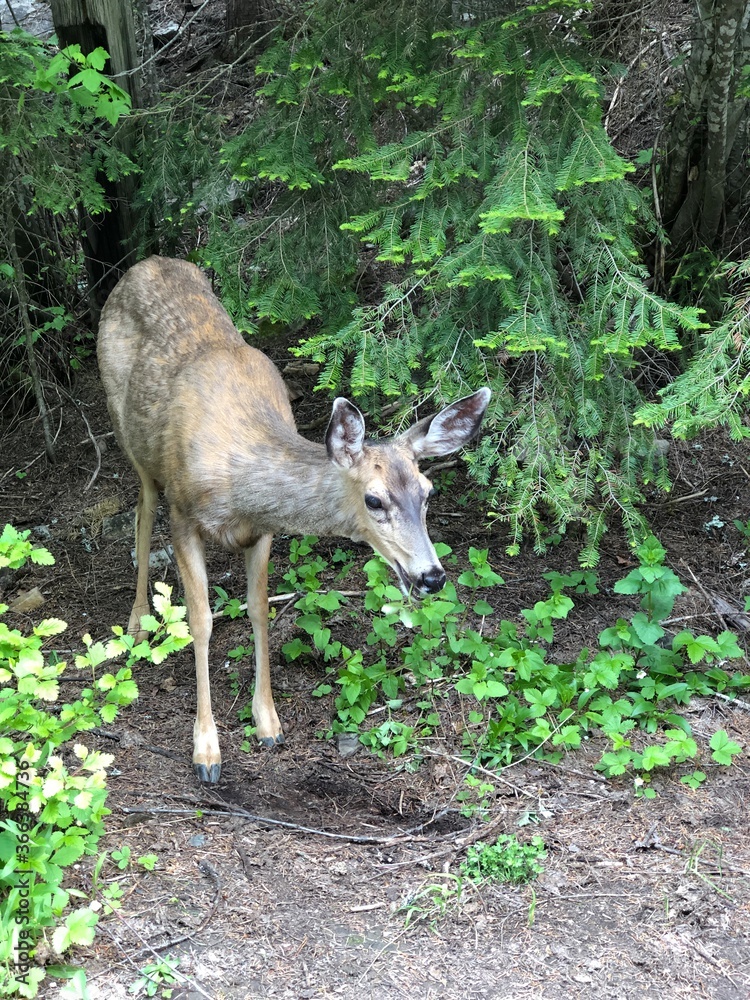 Obraz premium deer in the woods