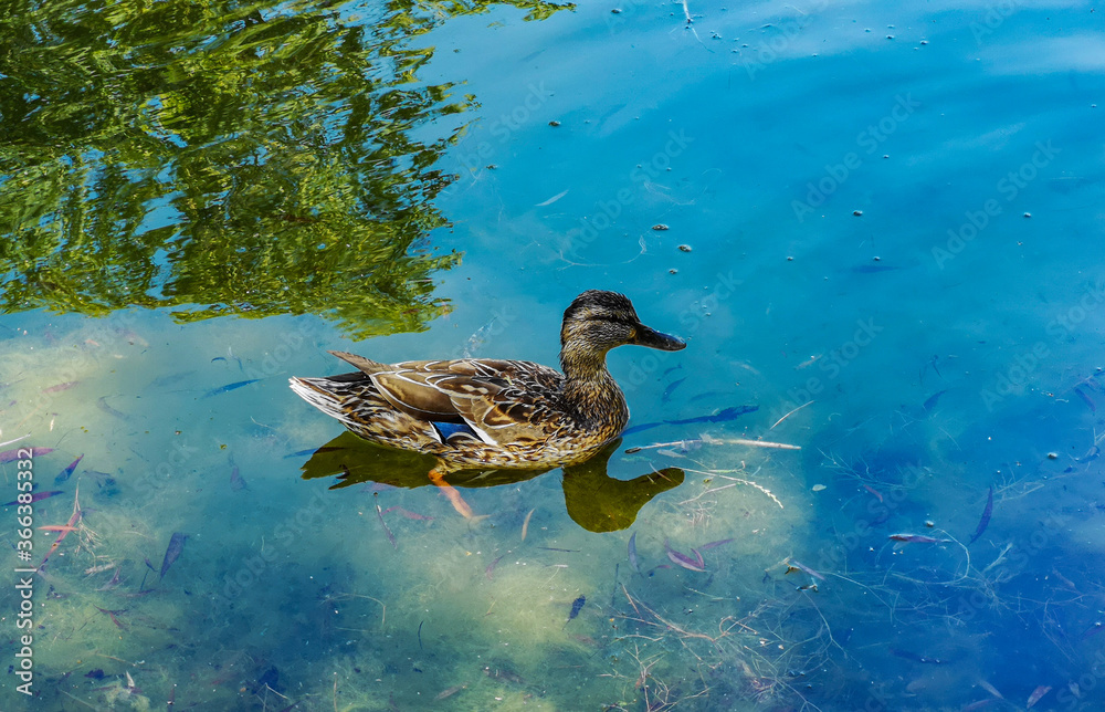 Small grey duck swimming in beautiful big clear lake Small grey duck swimming in beautiful big clear lake