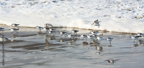 Foam waves chasing sandpipers on the beach at Seaside, Oregon.