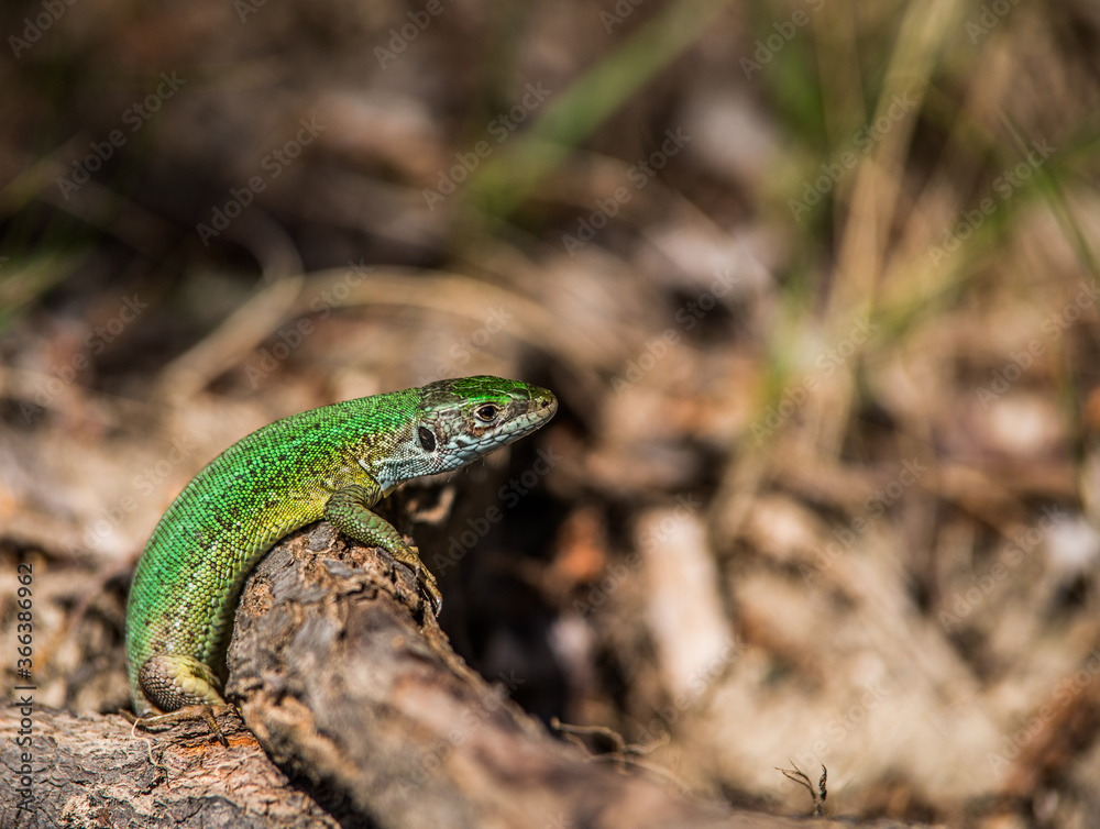 The green lizard peeps out of the mink. The green lizard peeps out of the mink.