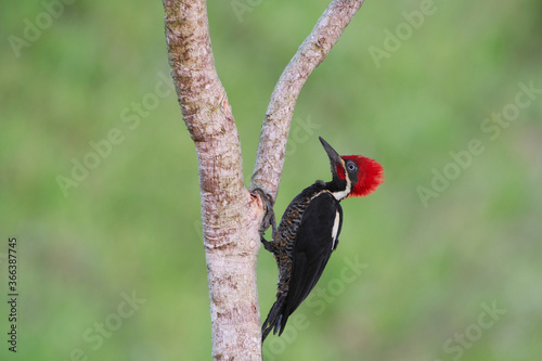 Carpintero Marcial ( campephilus melanoleucos) photo