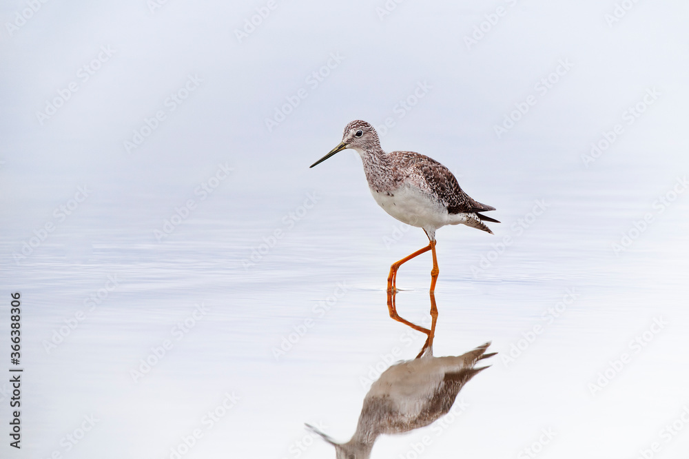 Patiamarillo Grande (trinca melanoleuca) Patiamarillo Grande (trinca melanoleuca)