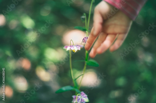 Human child hand touching purple lilac pink flower in garden orchard park. Connection unity with nature. Pretty artistic organic floral natural theme backdrop. Seasonal summer outdoors wallpaper.