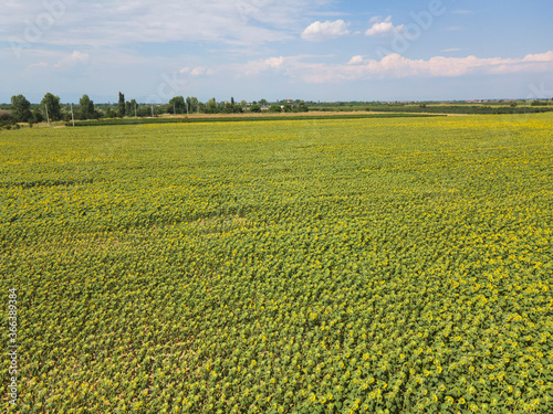 landscape sunflower field near city of Plovdiv, Bulgaria photo