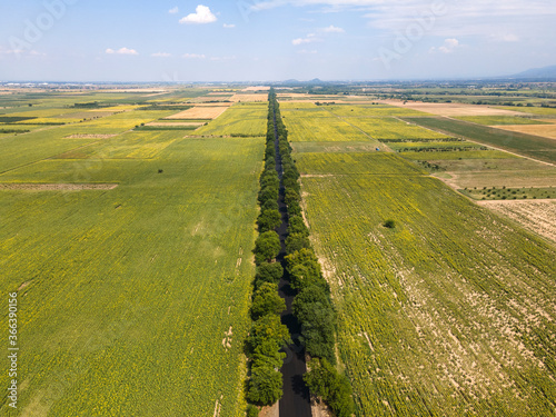 landscape sunflower field near city of Plovdiv, Bulgaria photo