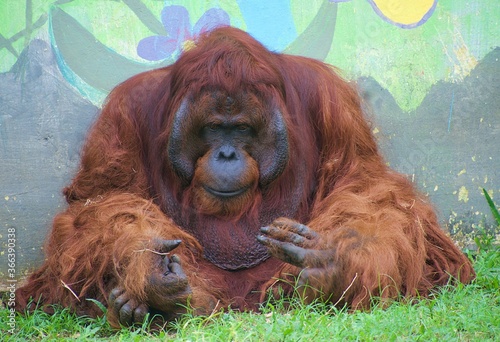 an orangutan sitting and look sad in a zoo