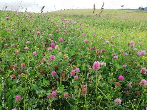 field of flowers