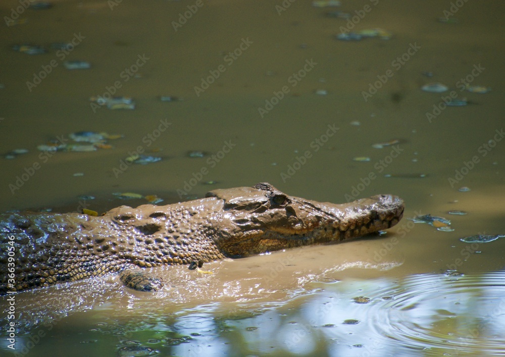 sighting of crocodiles in the asian swamp sighting of crocodiles in the asian swamp