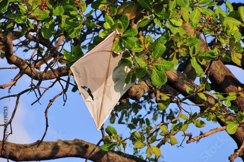 kite breaks and gets stuck in a tree photo
