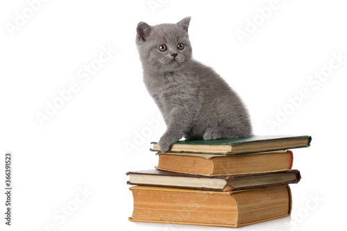 Kitten Sitting on Old Books