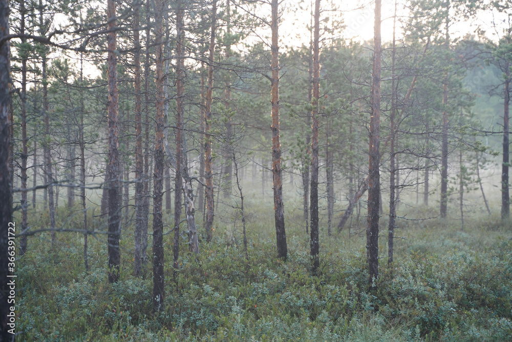 Fototapeta premium morning in the wood of pine forest
