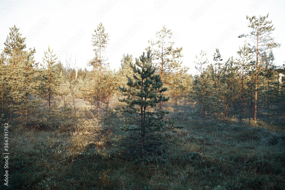 summer pine small forest in the morning