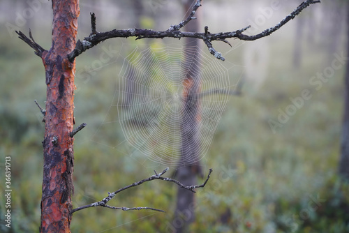 branches of a tree in spring with spider web