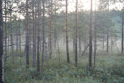 morning in the wood of pine forest