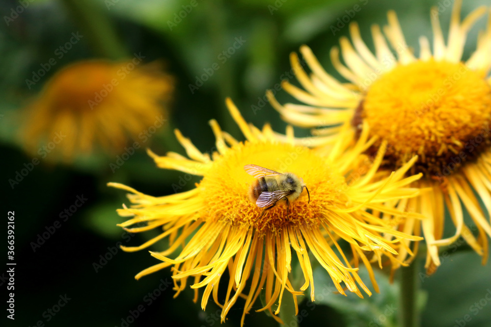 Bumblebee collecting pollen Bumblebee collecting pollen