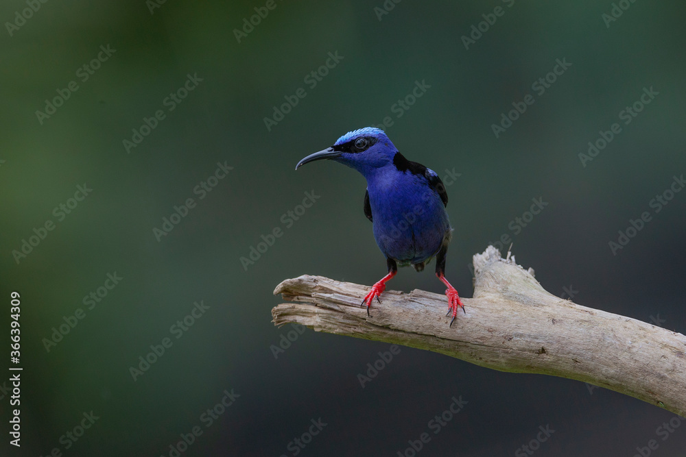 Fototapeta premium Mielero petirrojo (cyanerpes cyaneus)