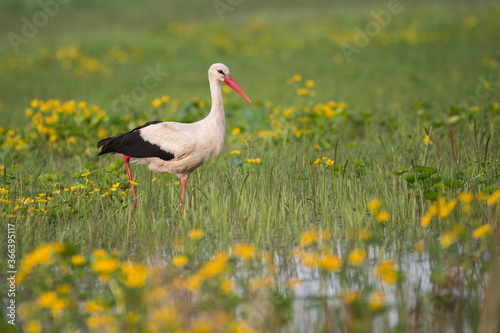 white stork in the meadow with yellow flowers 