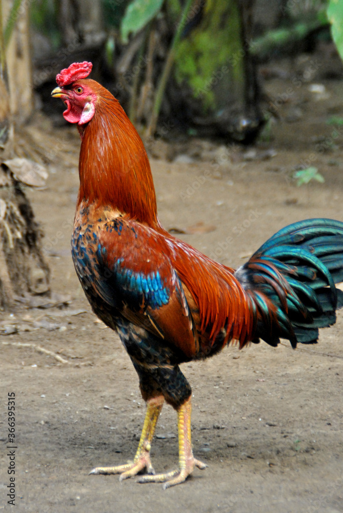 chicken, rooster, large, red-feathered neck, red black blue wings, blue-black tail
chicken, rooster, large, red-feathered neck, red black blue wings, blue-black tail